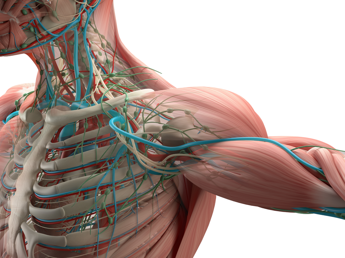 Human anatomy of nerves and muscles. Trauma Aware Massage Therapist Neuro Muscular Therapy